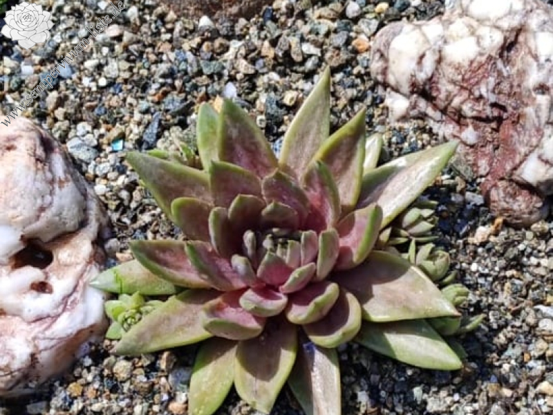 Fanfan la Tulipe (NG)