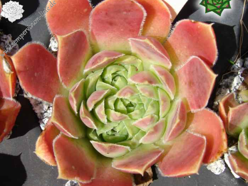 Fingolfin / Jovi (NNG25)