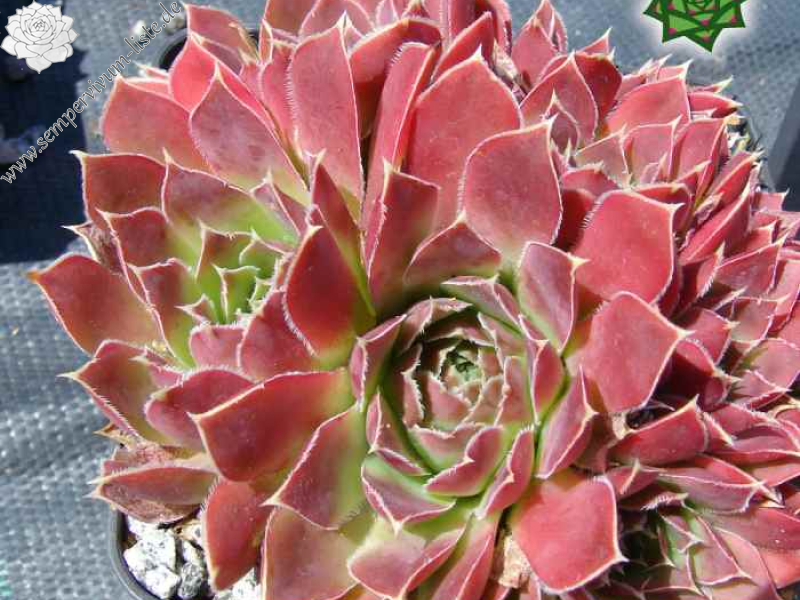 Fingolfin / Jovi (NNG25)