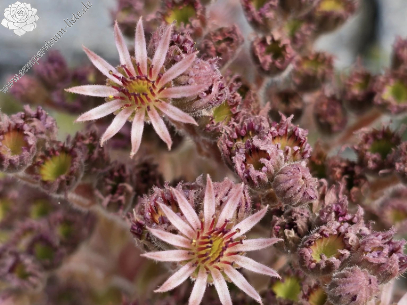 Chick Charms® Gold Mine