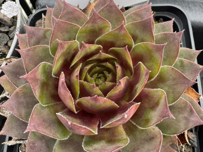 Goldlöckchen (Netzfund) Völker