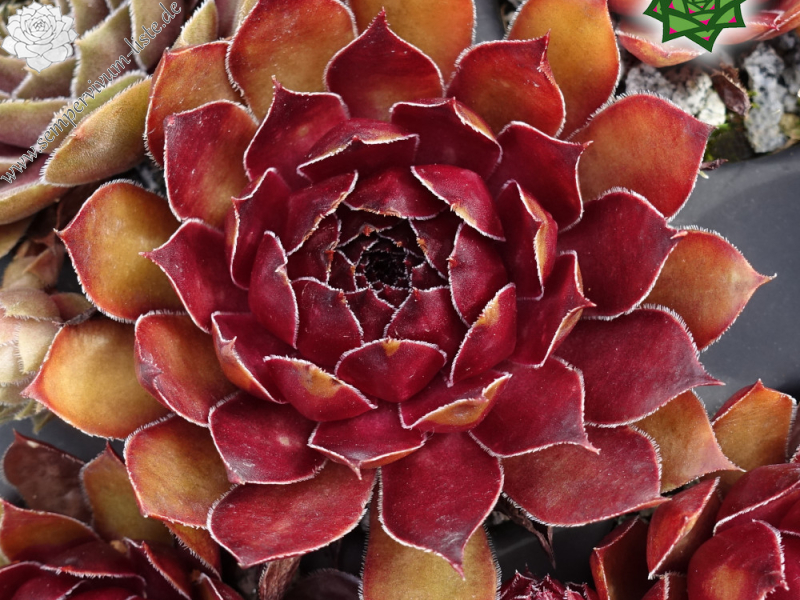 Herzensschöner (NNG25)