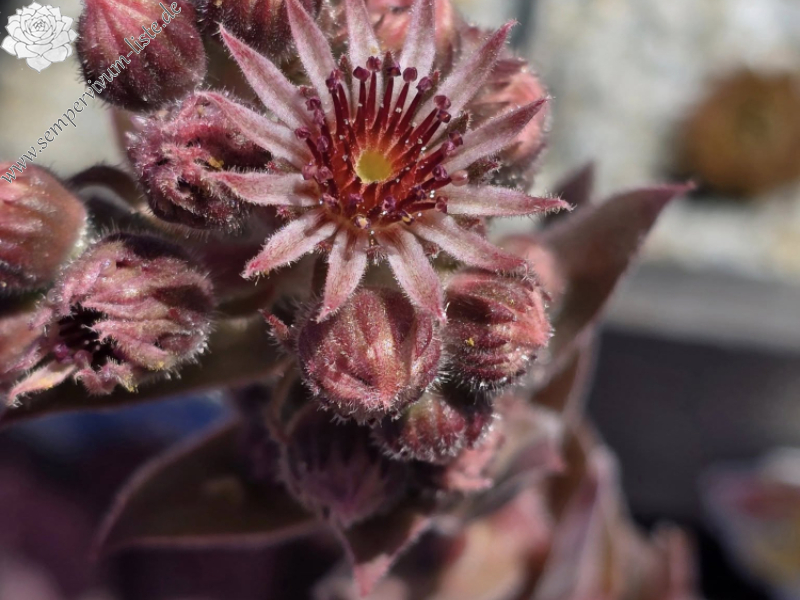 Chick Charms® Steel Appeal