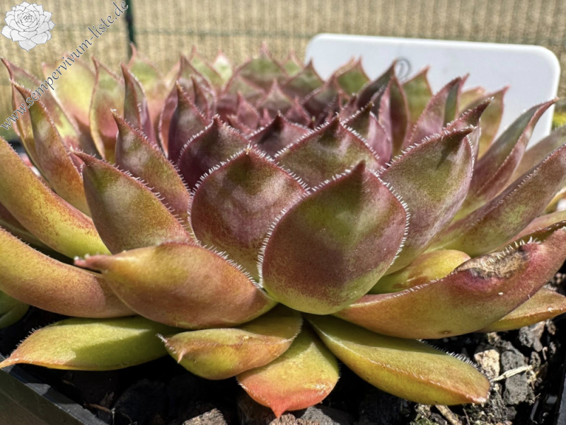 Bayern Sunnabussal (NNG25)