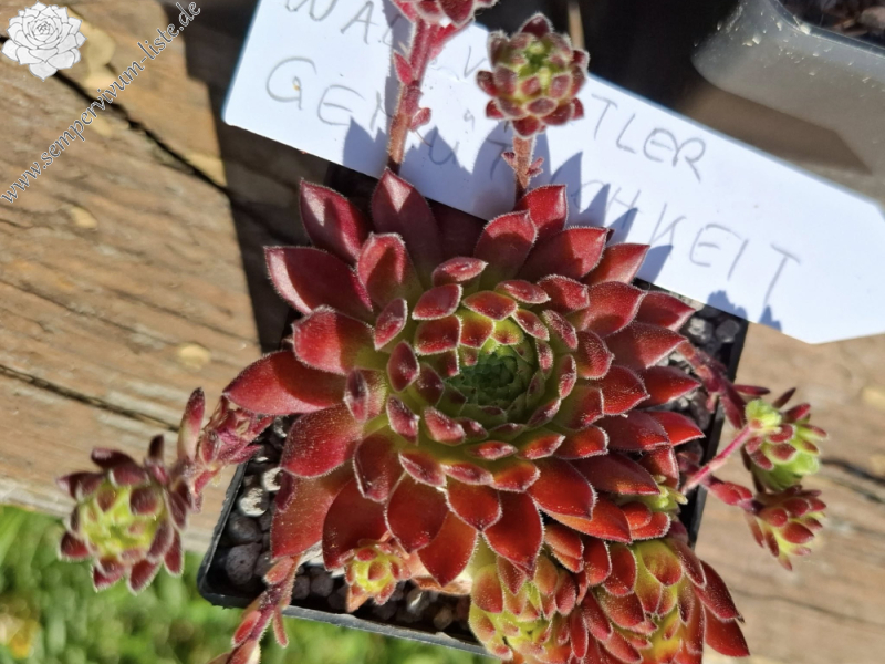 Waldviertler Gemütlichkeit (NNG25)