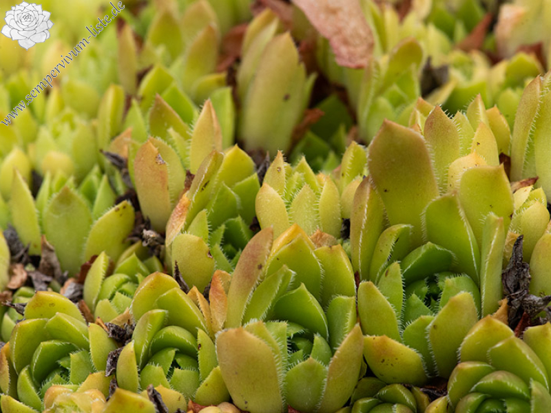 staintonii x S. sp. from Kloster Porta, SW