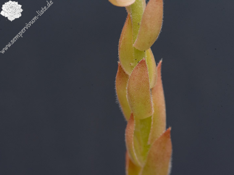 staintonii x S. sp. from Kloster Porta, SW