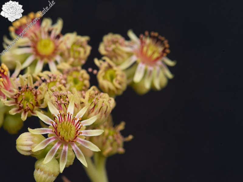 staintonii x S. sp. from Kloster Porta, SW
