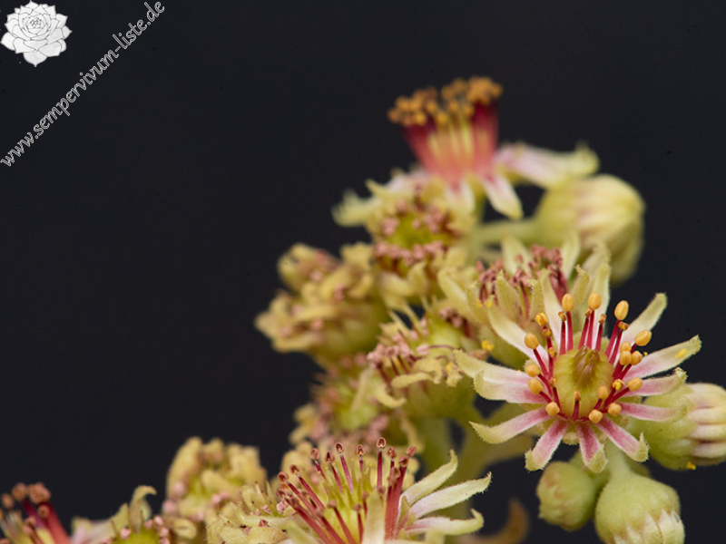 staintonii x S. sp. from Kloster Porta, SW