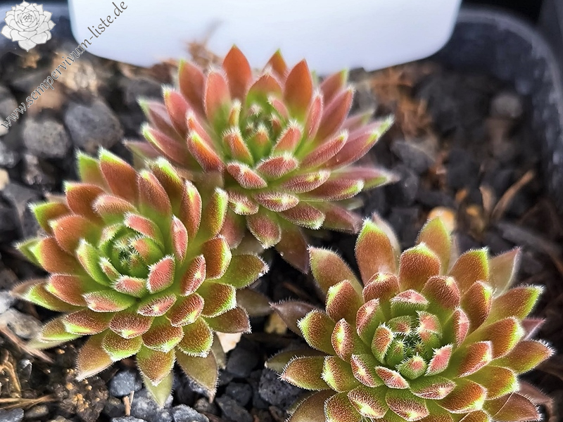 Devils Flame (NNG24)