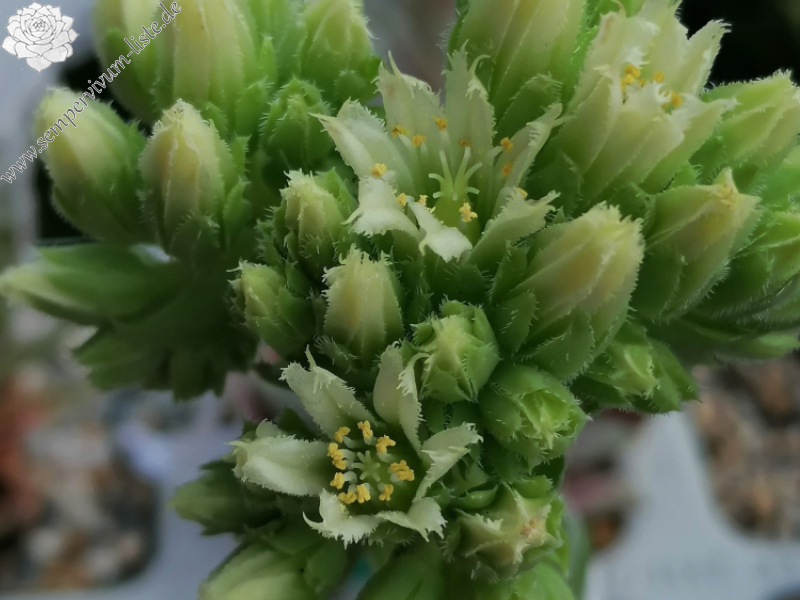 Kleiner Wasserfrosch_Jovi_Blüte