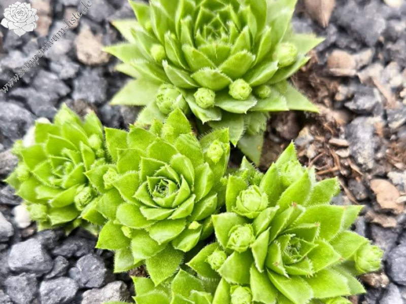 Kleiner Wasserfrosch_Jovi