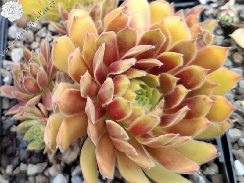 Chick Charmlettes® Princess Polly