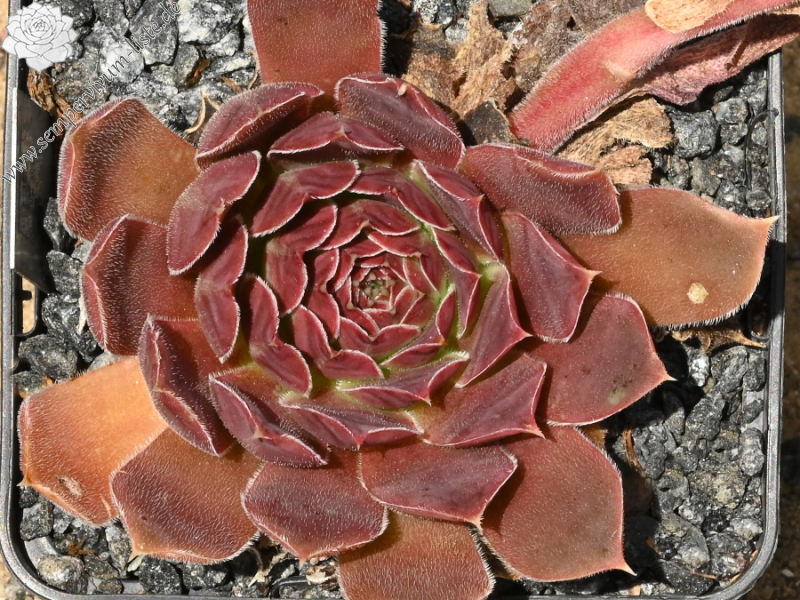 Ilanit / Jovi