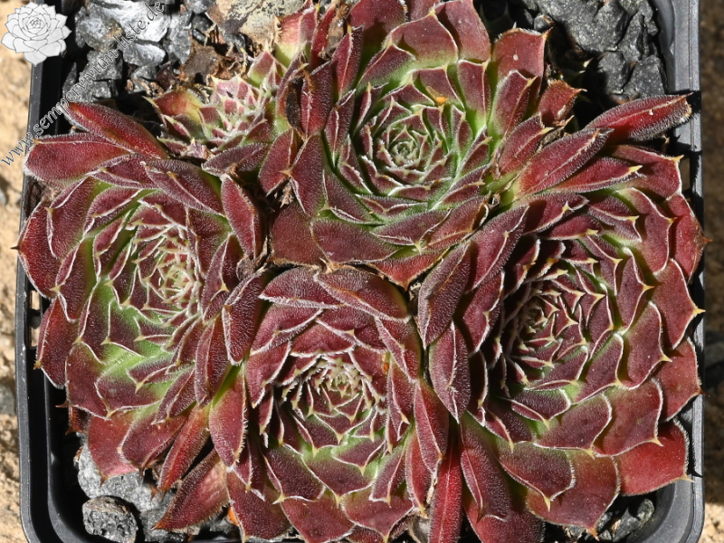 Korspel Vieux Rouge / Jovi