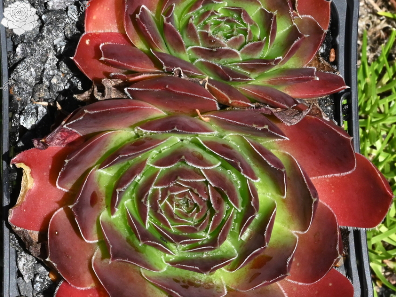 Korspelse Galtiere / Jovi