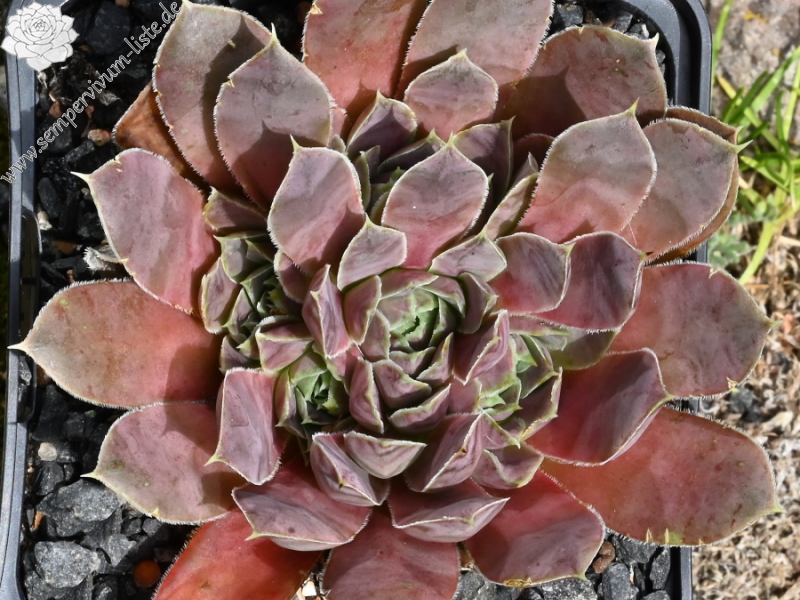 Korspelse Riwana / Jovi