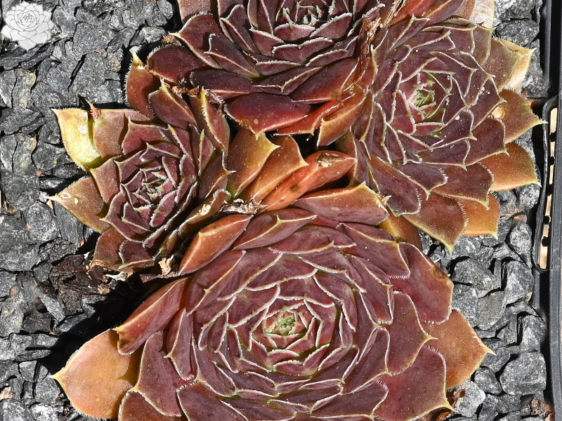 Korspelse Varpu / Jovi