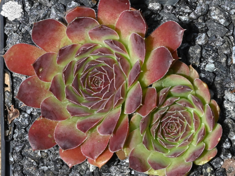 Purple Suzanna / Jovi