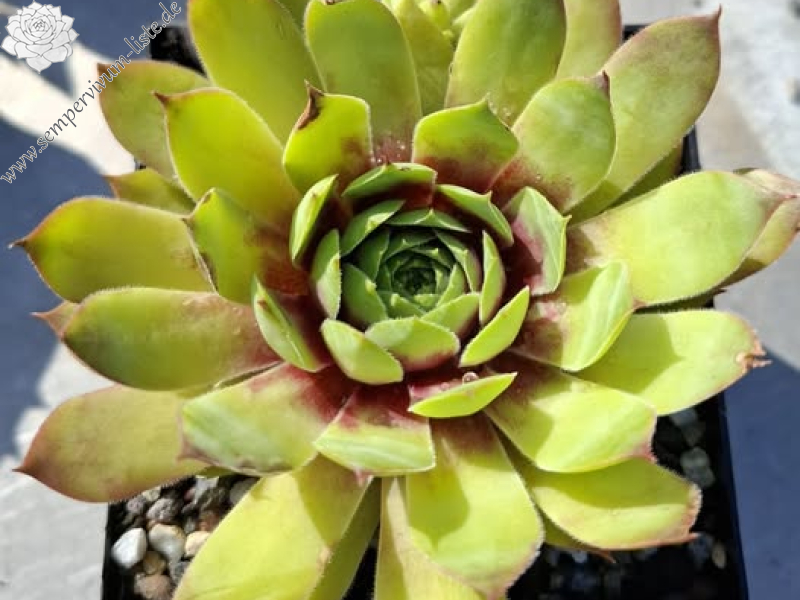 Supersemps® Emerald (NNG25)