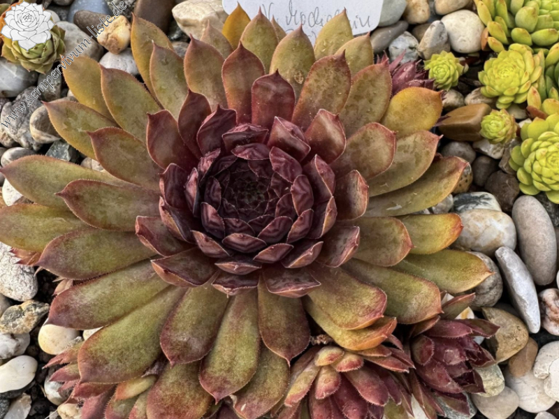 Chocolate covered Cherries