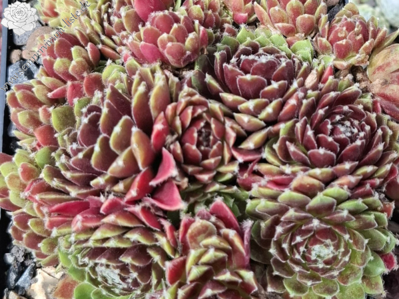 Chick Charms® Cinnamon Starburst™ (NG)