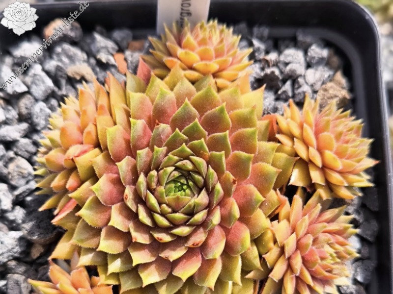 Firgrove Pink Grapefruit