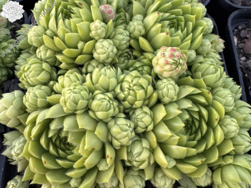 Sweet Lime Girl / Jovi