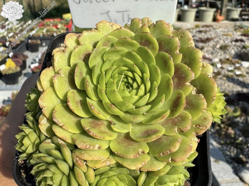 Sweet Rockoon