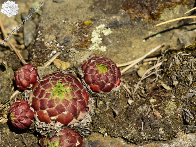 globiferum ssp. globiferum from Čertova skála