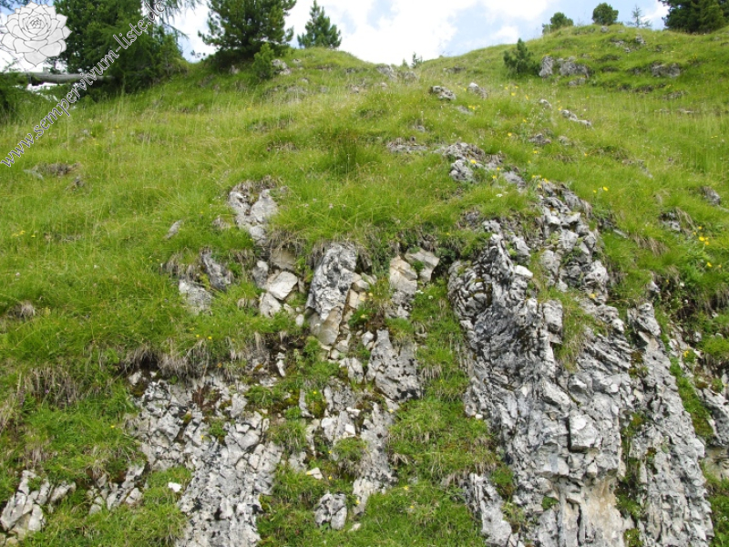dolomiticum from Cima della Venegiota, SW Abhang
