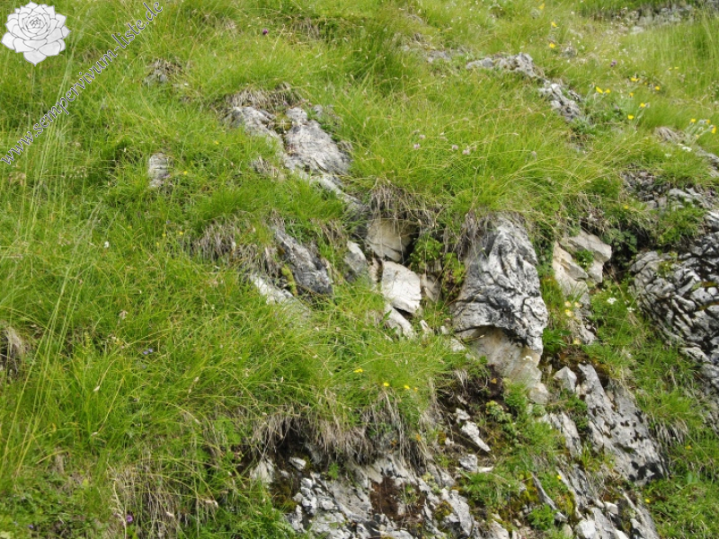 dolomiticum from Cima della Venegiota, SW Abhang