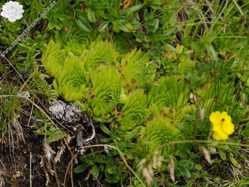 dolomiticum from Cima della Venegiota, SW Abhang
