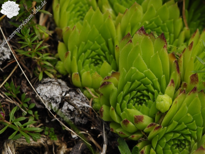 dolomiticum from Cima della Venegiota, SW Abhang