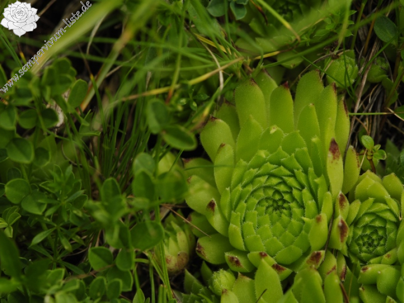 dolomiticum from Cima della Venegiota, SW Abhang