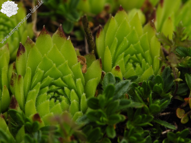 dolomiticum from Cima della Venegiota, SW Abhang