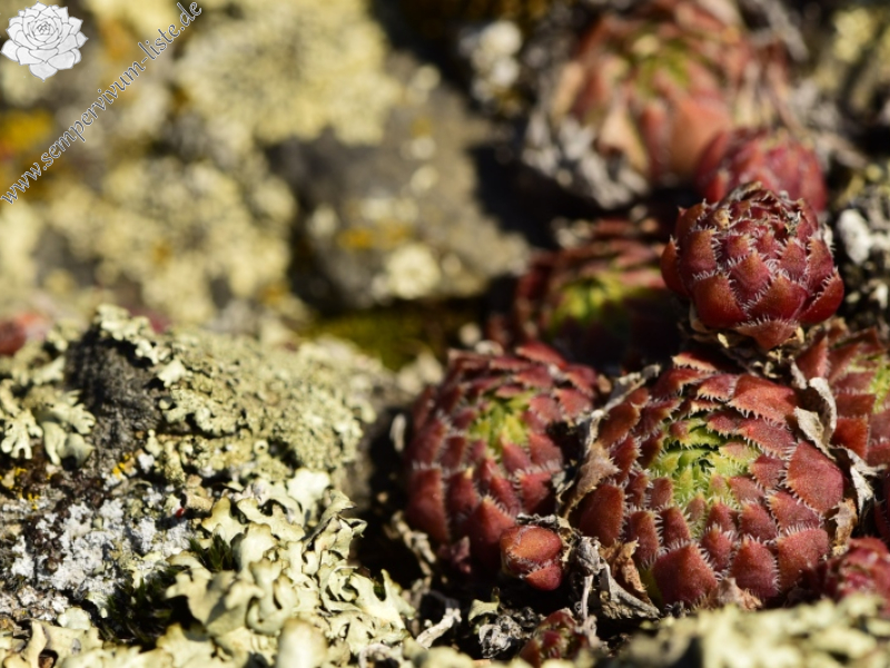 globiferum ssp. globiferum from Čertova skála