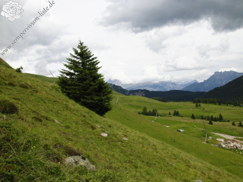 wulfenii from Passo di San Pellegrino, oberhalb