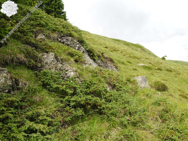 wulfenii from Passo di San Pellegrino, oberhalb