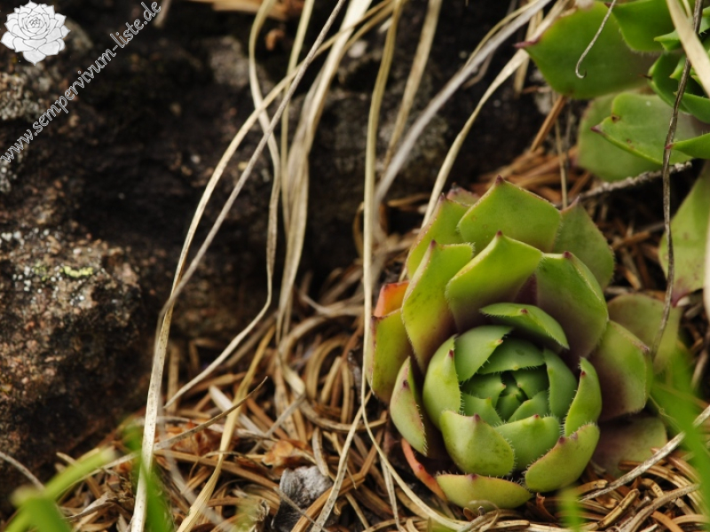 wulfenii from Passo di San Pellegrino, oberhalb