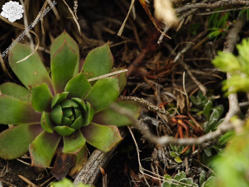 wulfenii from Passo di San Pellegrino, oberhalb
