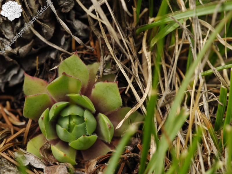 wulfenii from Passo di San Pellegrino, oberhalb