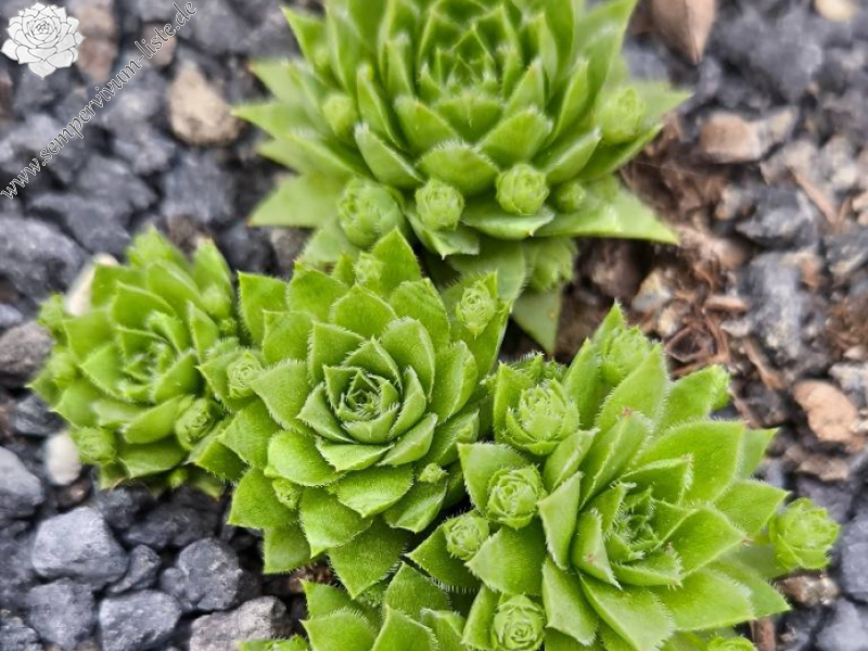 Kleiner Wasserfrosch_Jovi