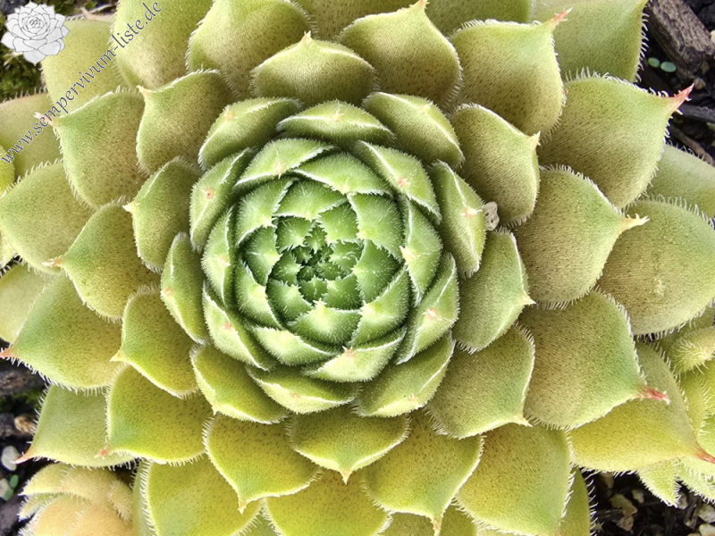 Melonensorbet