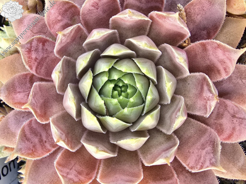 Pink Paloma