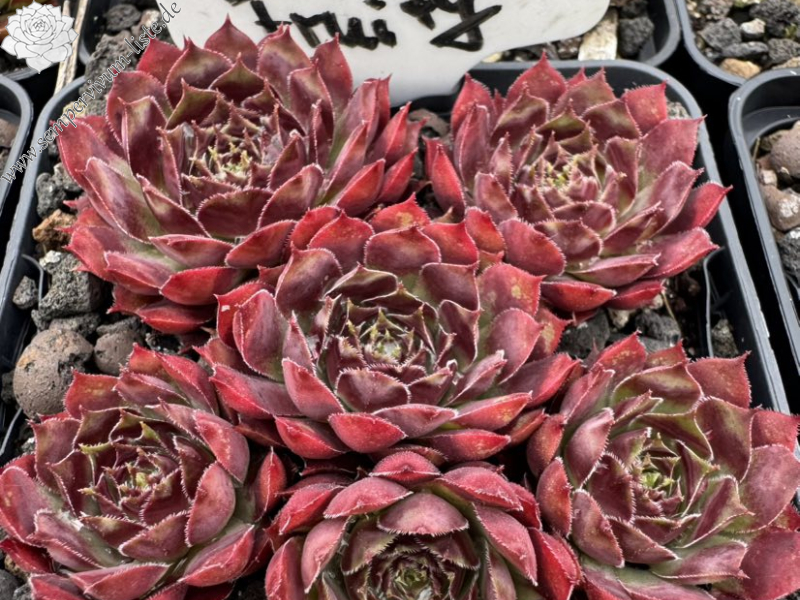 Rich and Fruity
