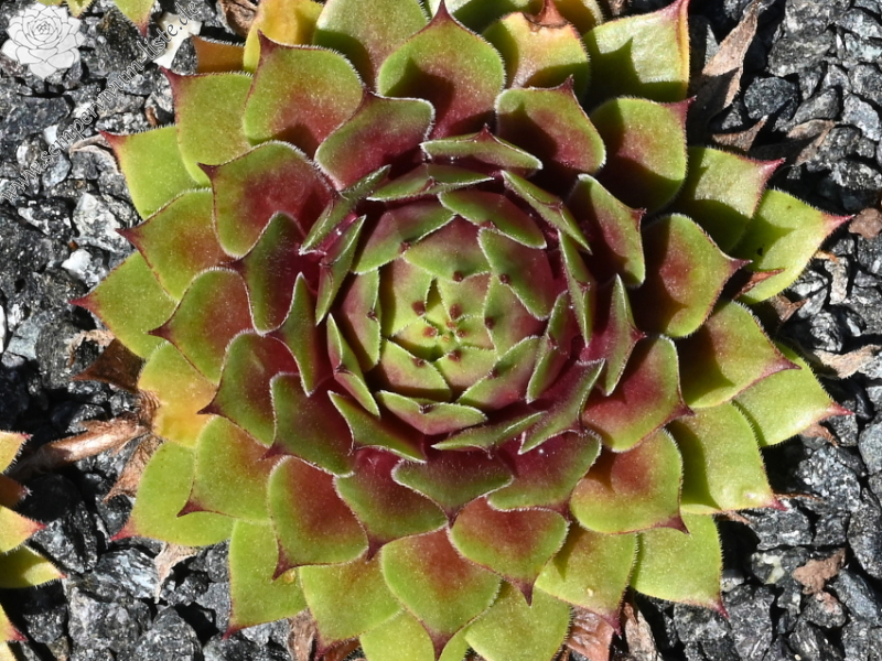 Chick Charms® Lemon Waves