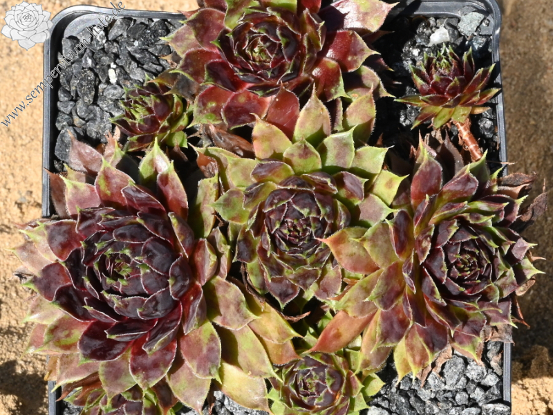 Patent Leather Shoes