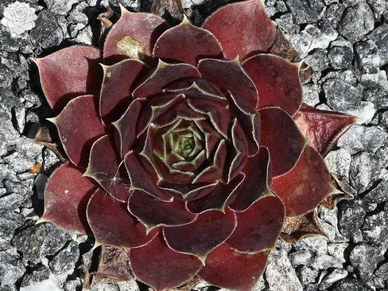 Korspelse Carda / Jovi