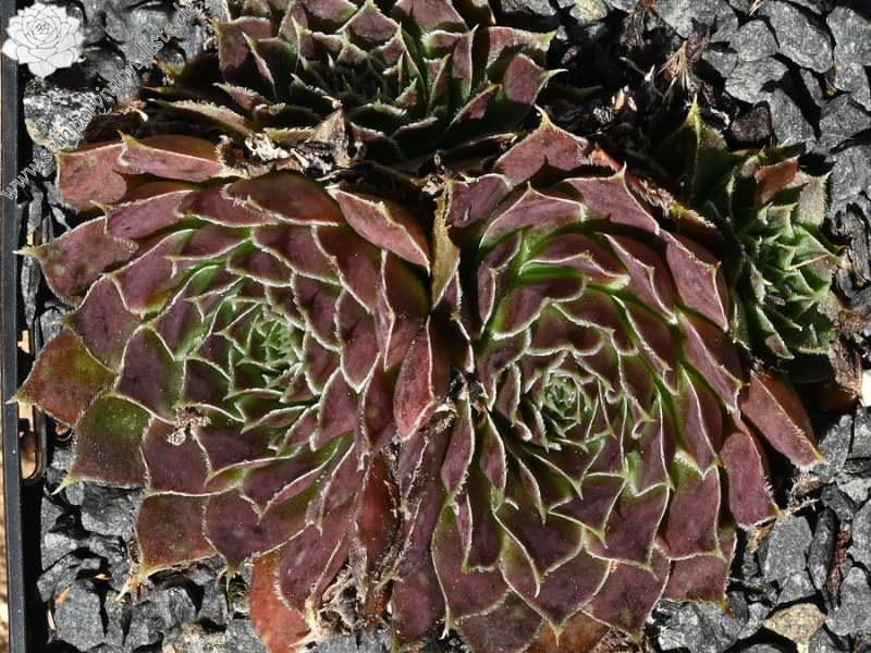 Korspelse Jorgia / Jovi